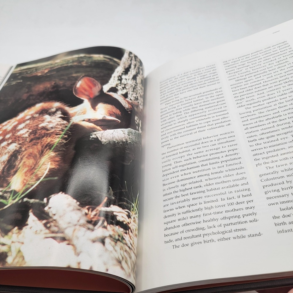 Daniel J Cox White Tail Country Hardcover Second Edition Nature Photography Good - Picture 13 of 14